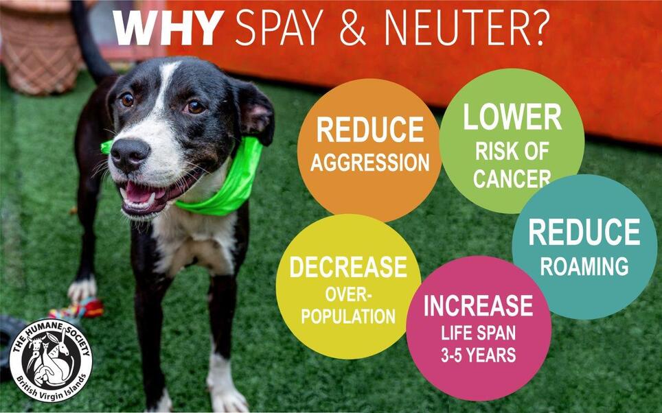 Spay and neuter humane society website providers amerigroup